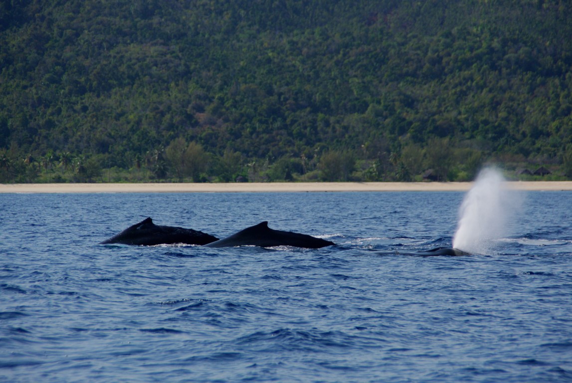 Whales Watching | Naturalia Lodge | Ecolodge