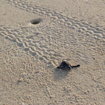 Éclosions tortues Madagascar
