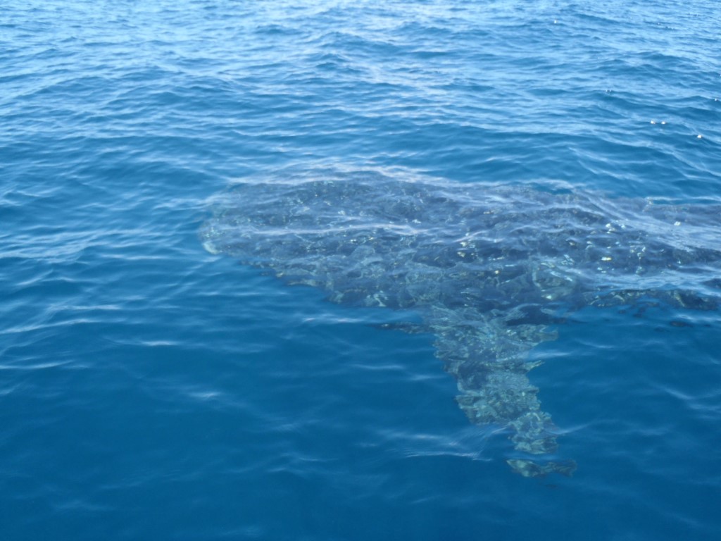 Requin Baleine Madagascar