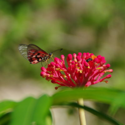 Flore Madagascar